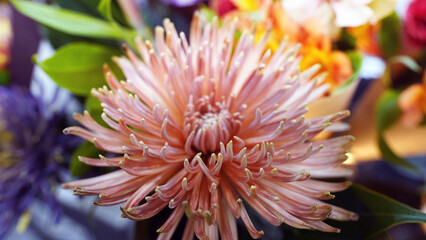 Beautiful Pink Chrysanthemum Close-Up in Bloom