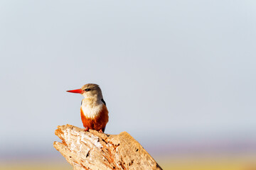 Beautiful grey-headed kingfisher (Halcyon leucocephala) resting on stump