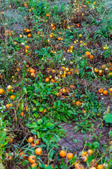 Abundant Harvest of Ripe and Overripe Tomatoes Fallen and Rotting on the Ground