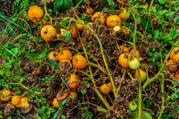 Rotted yellow tomatoes on withered vines in the autumn vegetable garden