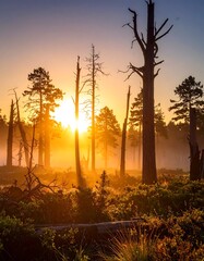 Sun bursts through misty forest trees at golden hour, creating a mystical view