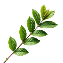 Obraz premium A close-up image of a branch with vibrant green leaves against a transparent background.