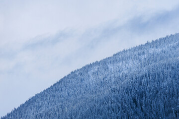 Wintrer forest in misty cloudy morning