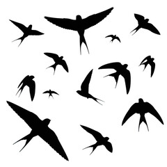 Swallows in flight silhouettes isolated on transparent background