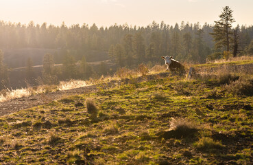Cow Laying In Field Near Path