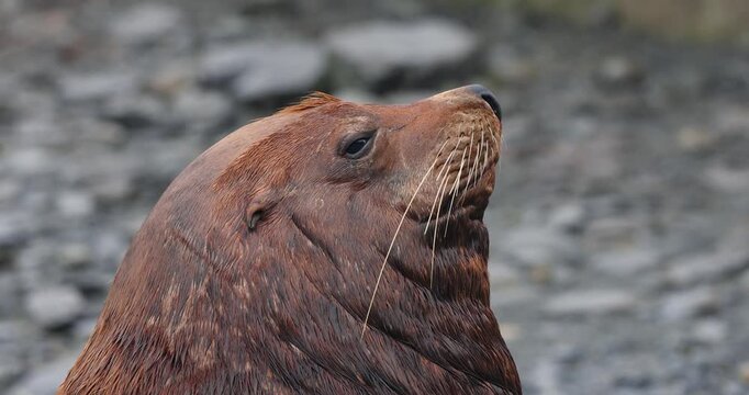 Large Sea lion (Eumetopias jubatus) sleepy close up view by the sea shore in Alaska.