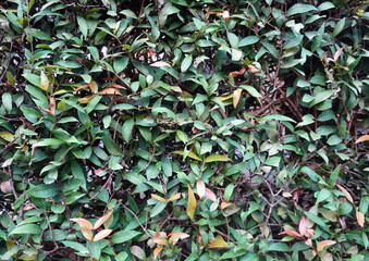 Dry leaves ground texture natural organic background