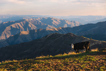Cattle Ranch In Steep Canyons