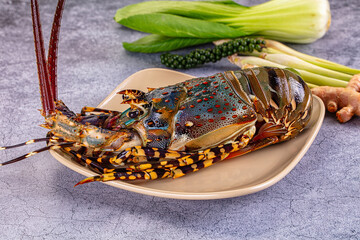 Raw wild fresh spiny lobster