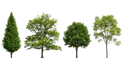 Four diverse trees isolated on transparent background