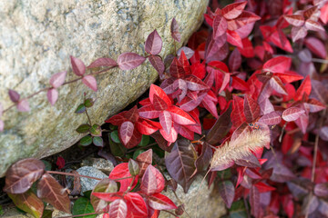 Close-up photo of Trachelospermum asiaticum leaves (Trachelospermum asiaticum) turning red in autumn