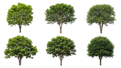 Collection of diverse trees isolated on transparent background