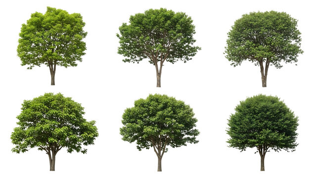 Collection of diverse trees isolated on transparent background
