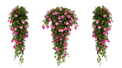 Hanging pink flowers on transparent background