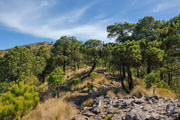 Rocky mountain trail surrounded by pine forest and dry grass on Ajusco volcano area near Mexico City. Sunny day landscape, hiking and outdoor adventure concept in natural highland environment.