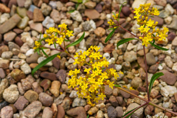 Close-up photo of yellow Patrinia flowers (Patrinia scabiosifolia) in bloom during autumn
