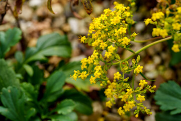 Close-up photo of yellow Patrinia flowers (Patrinia scabiosifolia) in bloom during autumn