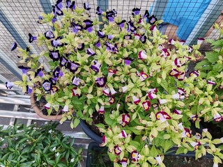 Purple Wishbone Flowers, Blooming Torenia fournieri with purple and white petals, yellow centers, and lush green foliage in a garden setting.