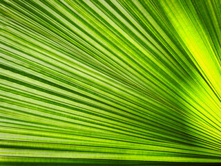 palm leaf background. tropical palm leaves pattern. palm tree leaves. summer nature background.