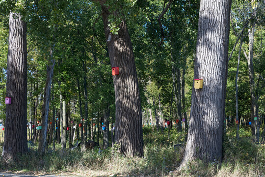 Woods with Hundreds of Birdhouses Hanging from Trees