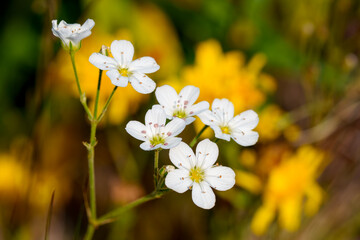 Close-up photo of white Arenaria flowers (Arenaria juncea) in bloom during autumn