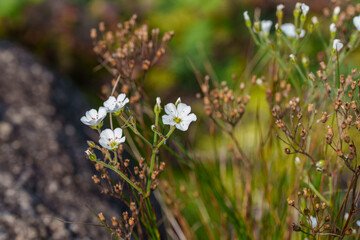 Close-up photo of white Arenaria flowers (Arenaria juncea) in bloom during autumn