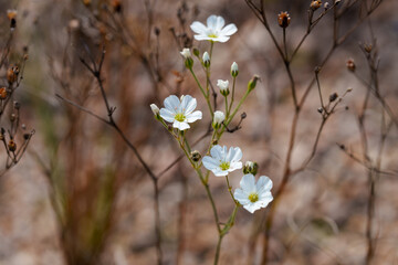 Close-up photo of white Arenaria flowers (Arenaria juncea) in bloom during autumn