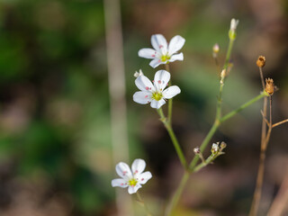 Close-up photo of white Arenaria flowers (Arenaria juncea) in bloom during autumn