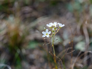 Close-up photo of white Arenaria flowers (Arenaria juncea) in bloom during autumn