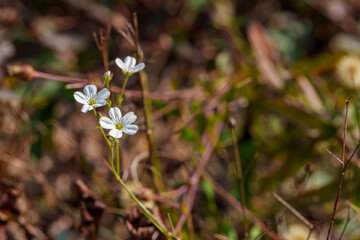 Close-up photo of white Arenaria flowers (Arenaria juncea) in bloom during autumn