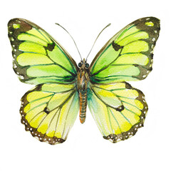 Vibrant Green and Yellow Butterfly Watercolor Illustration - A Delicate Insect in Flight