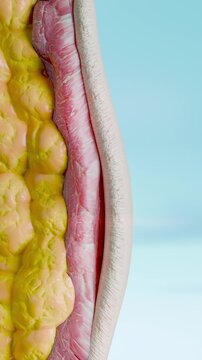 Weight loss Comparison. man body transformation. Before and after a thick and thin waist, Fat belly before and slim fit perfect abs after fast weight loss process. Under Skin. fat burn, 3d render