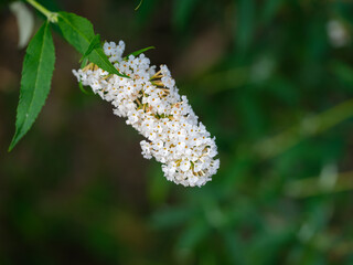 Close-up photo of white Buddleja 'Dividii' (Buddleja davidii) flowers in bloom