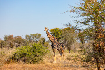 A giraffe eats leaves from a tall tree - Kruger National PArk, South Africa © muratart
