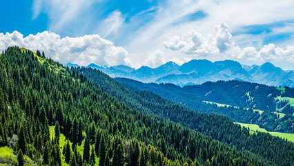 Lush green forest and mountain range natural landscape in summer