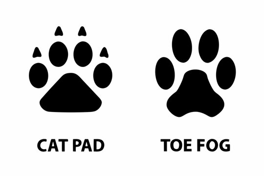 black cat and dog paw print comparison
