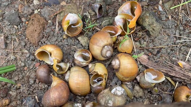 Snail Shells Scattered On The Ground