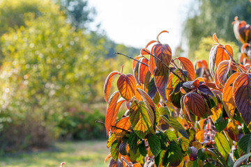 Close-up photo of Kousa dogwood leaves (Cornus kousa) turning red in autumn