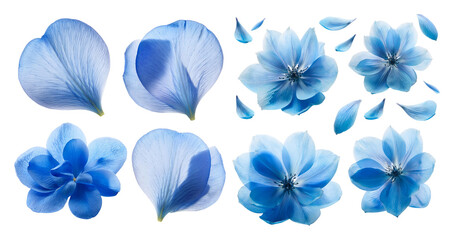 Blue Floral Petals Collection with Various Shapes and Sizes, Bundle Set Collection, Isolated on Transparent Background