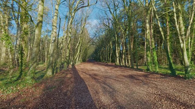 Sunlight in forest in winter golden hour Ireland Epic Locations Kildare nature