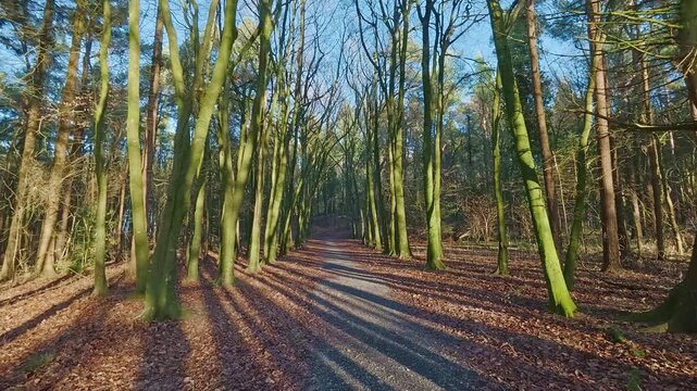 Beautiful winter forest and dramatic light epic locations Kildare Ireland