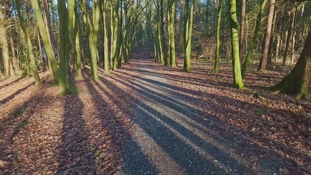 Winter Forest long shadows and dramatic light golden hour in Kildare Ireland