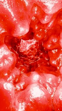 Bowel Colorectal, Colon waving, vaginal muscle movement, pelvic floor anatomy, Pelvic floor muscle, Pelvic organ prolapse, Kegel exercises, intestine inflammatory bowel Disease, colonoscopy, 3d render