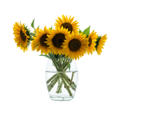 Yellow sunflowers with dark centers and green leaves, arranged in a clear glass vase with water, symbolizing, isolated on transparent background