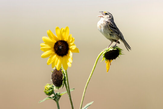 A wild grasshopper sparrow in a park in Colorado