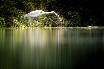 A wild great blue heron in a park in Colorado.