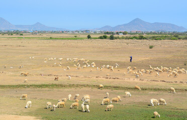 Sheep and cattle roam in the fields