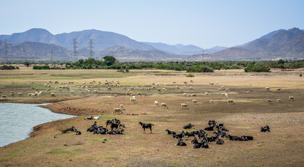Sheep and cattle roam in the fields