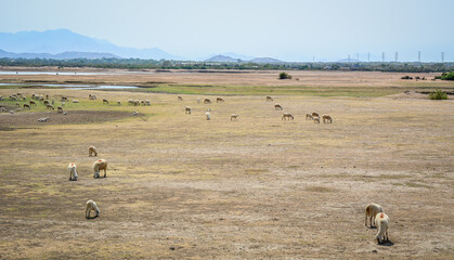 Sheep and cattle roam in the fields