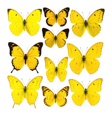 Vibrant Yellow Butterflies Showcasing Unique Patterns and Beauty, bundle collection, Isolated on Transparent Background
